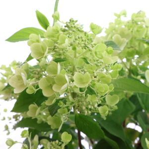 Aedhortensia ‘Panflora’ P18