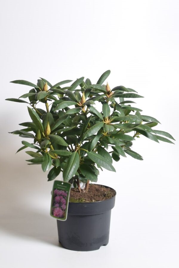 Rododendron 'Roseum Elegans' P17 25cm