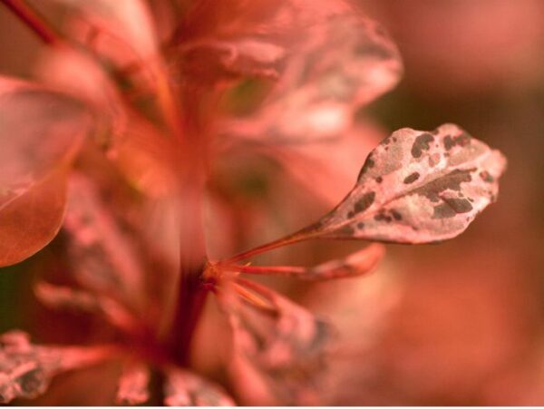 Thunbergi kukerpuu 'Rose Glow' P19