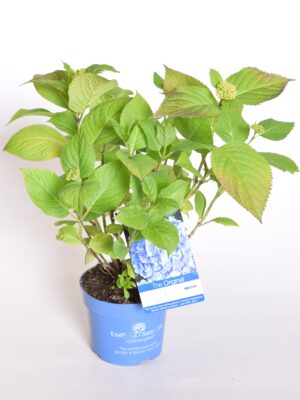 Suurelehine hortensia Endless Summer P10,5