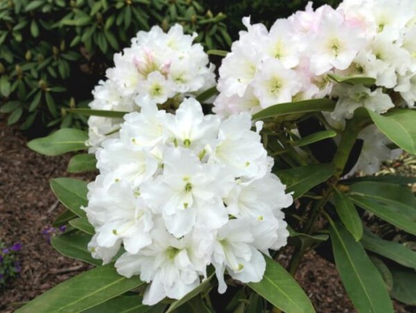 Rododendron 'Lumotar' P23