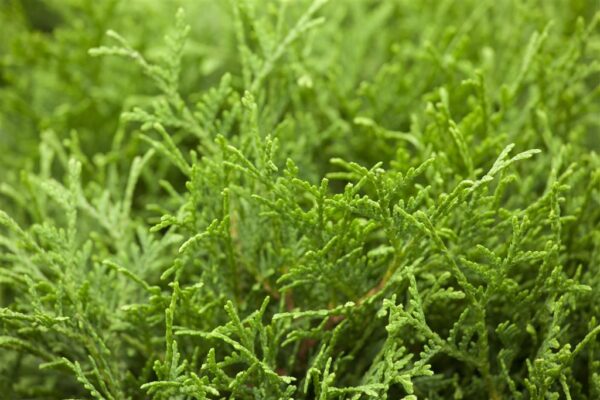 Harilik elupuu 'Tiny Tim' P17 20-30cm