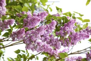 Harilik sirel ‘Victor Lemoine’ P23 50-70cm