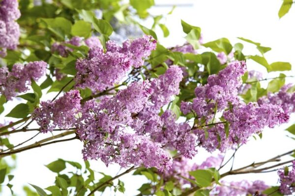 Harilik sirel 'Victor Lemoine' P23 50-70cm