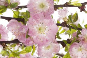 Kolmehõlmaline mandlipuu P19 60cm tüvel