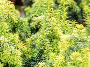 Harilik jugapuu ‘Dovastonii Aurea’ P50 120-140cm XXL