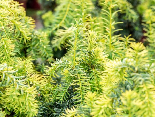 Harilik jugapuu 'Dovastonii Aurea' P50 120-140cm XXL