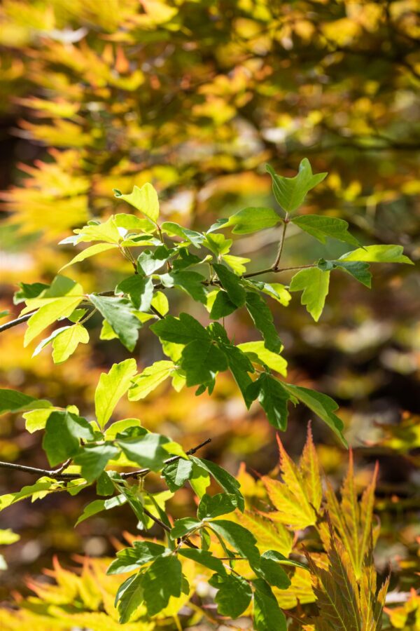 Ginnala vaher P28 100-150cm