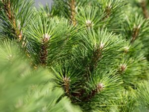 Thunbergi mänd ‘Sayonara’ P21 30cm