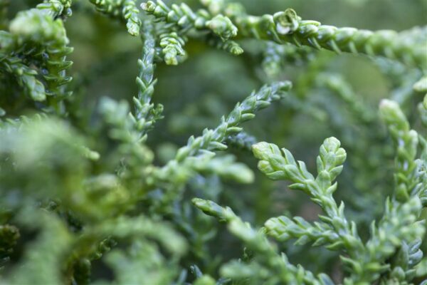 Hiibapuu 'Nana' P19 20-25cm