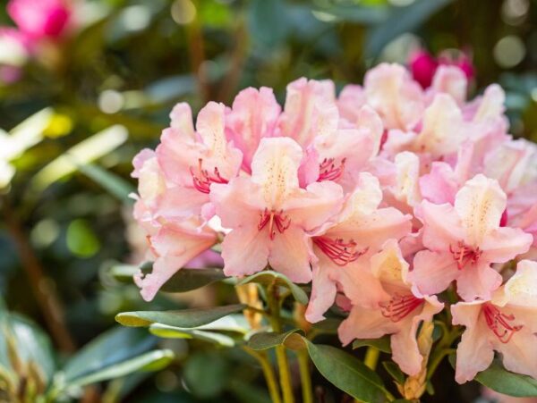 Rododendron Inkarho® 'Brasilia' P23 30-40cm