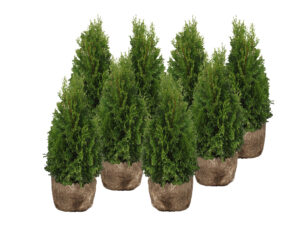 Harilik elupuu ‘Smaragd’ 120-140cm mullapalliga 35tk/kmpl