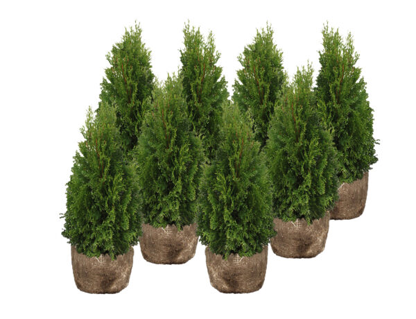 Harilik elupuu 'Smaragd' 120-140cm mullapalliga 35tk/kmpl