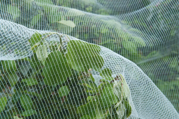 Putukavõrk Nature valge 3x6mm 5,2x5m