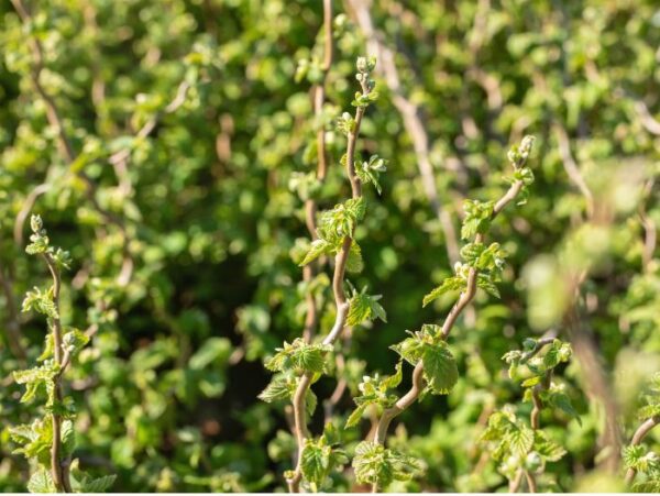 Sarapuu 'Twister' P26 50-60cm