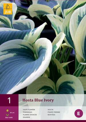 Hosta ‘Blue Ivory’ 1tk