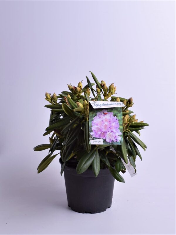 Rododendron 'Caroline Allbrook' P23 25-30cm