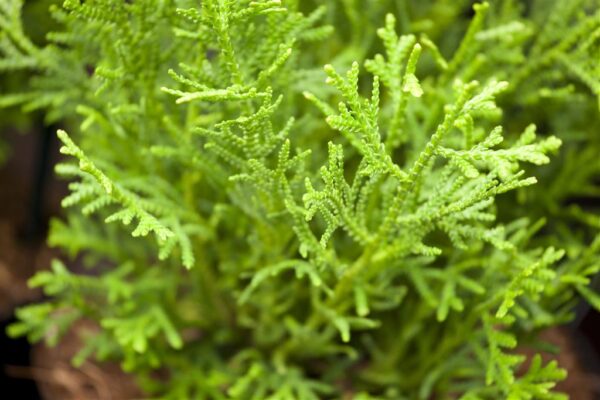 Hiibapuu 'Nana' P19 20-25cm