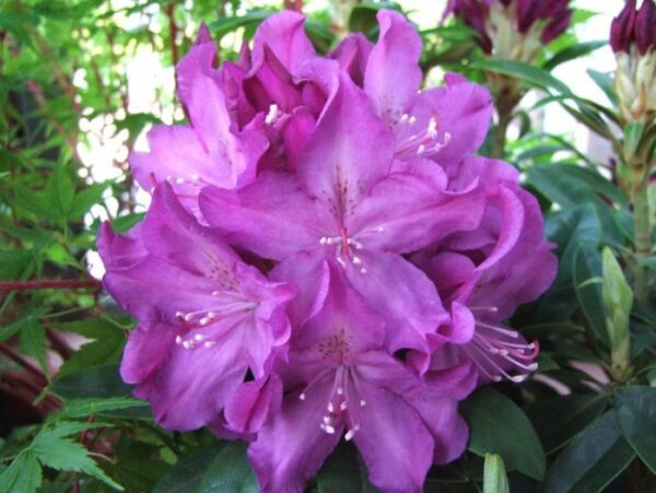 Rododendron 'Bolesław Chrobry/Royal Lilac' P32