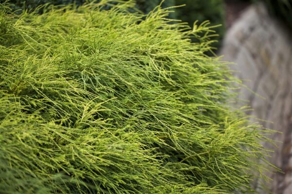 Mägi-ebaküpress 'Filifera Nana' P17 25cm