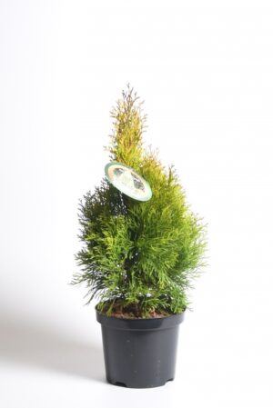 Harilik elupuu ‘Smaragd’ P23 100-120cm