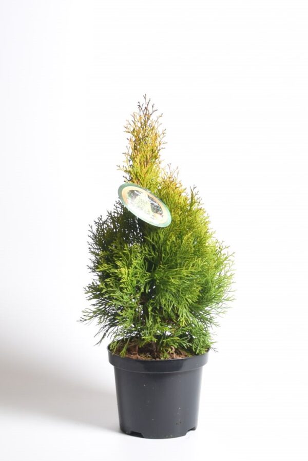 Harilik elupuu 'Smaragd' P23 100-120cm