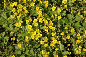 Siberi valdsteinia P9