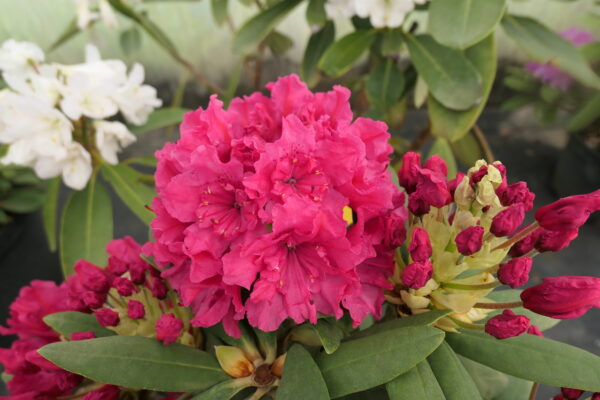 Rododendron 'Double Kiss' P23
