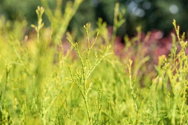 Harilik elupuu 'King of Brabant' P26 120cm