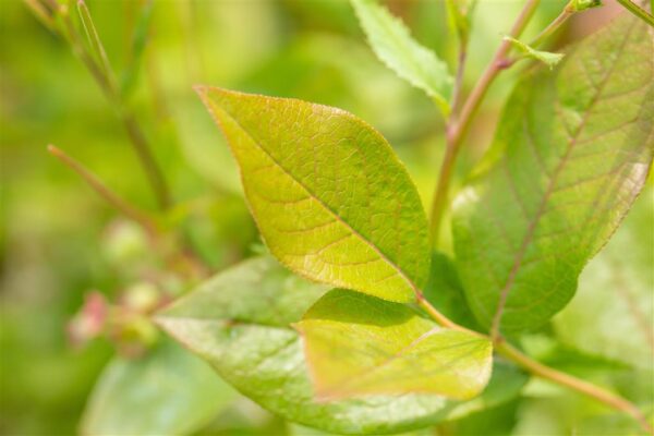 Kännasmustikas 'Patriot' P17