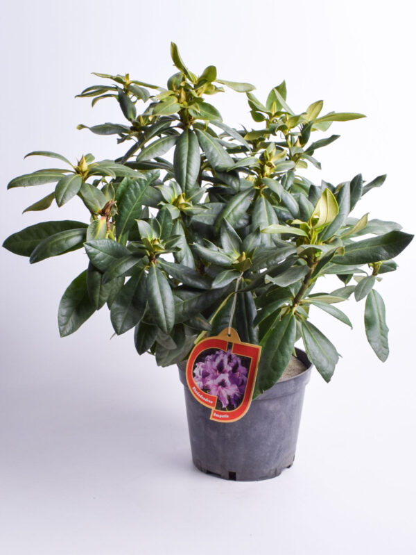 Rododendron 'Rasputin' P23