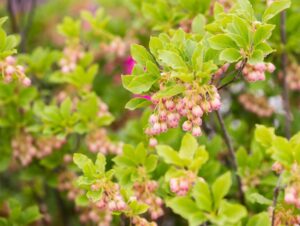 Harilik kenarbik ‘Red Bells’ P12 20-25cm