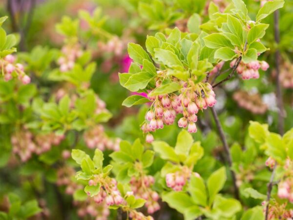 Harilik kenarbik 'Red Bells' P12 20-25cm