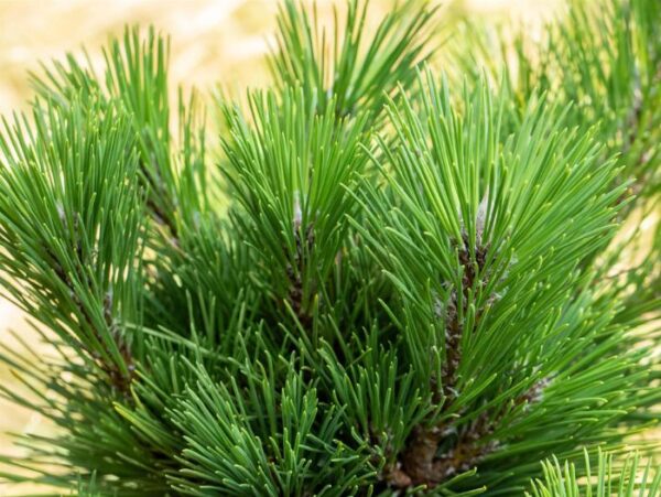 Thunbergi mänd 'Thunderhead' P28 50-60cm