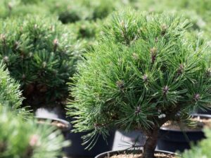 Thunbergi mänd ‘Thunderhead’ P28 50-60cm