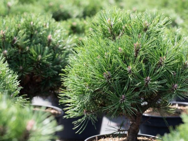 Thunbergi mänd 'Thunderhead' P28 50-60cm