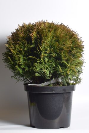 Harilik elupuu ‘Little Giant’ P26 40-50cm