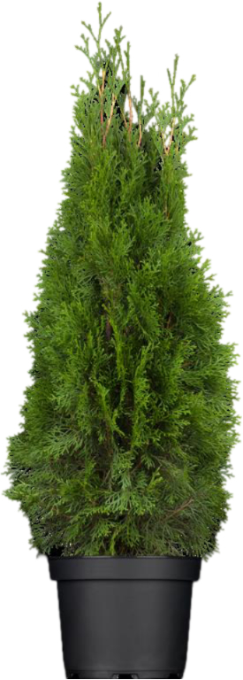 Harilik elupuu ‘Smaragd’ P27 120cm