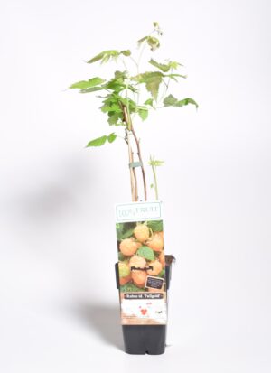 Harilik vaarikas ‘Fallgold’ P23