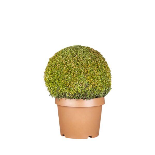 Väikeselehine pukspuu 'Herrenhausen' P38  45-50cm kera