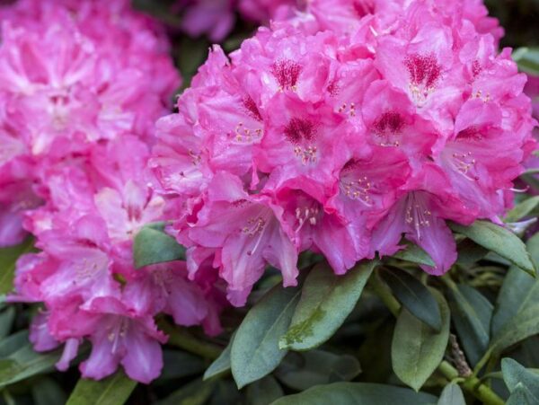 Rododendron Inkarho® 'Constanze' P23 30-40cm
