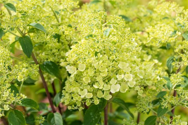 Aedhortensia 'Bobo' P19 50cm