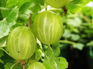 Aed-karusmari ‘Hinnonmäki Grön’ P23