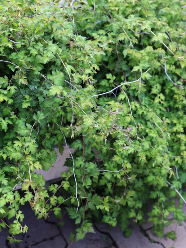 Võnk-pärgenelas 'Crispa' P19 30-35cm