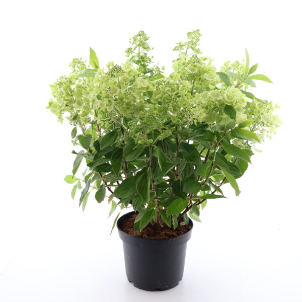 Aedhortensia 'Panflora' P18