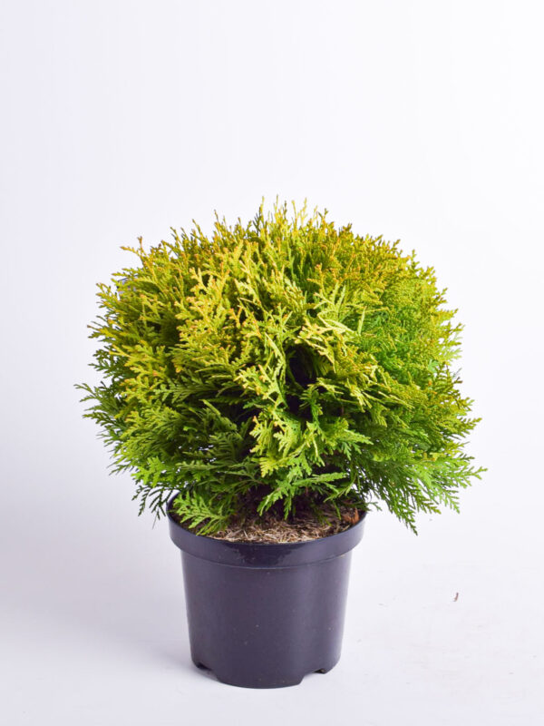 Harilik elupuu 'Mirjam' P19