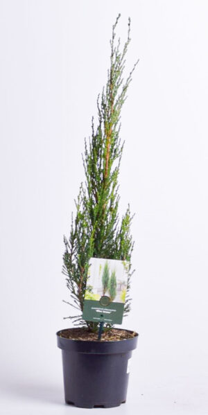 Kaljukadakas ‘Blue Arrow’ P17 60cm