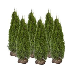 Harilik elupuu ‘Smaragd’ 160-180cm mullapalliga 10tk/kmpl