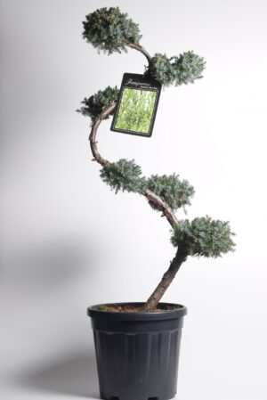 Hiina kadakas ‘Blue Alps’ P38 100-125cm bonsai