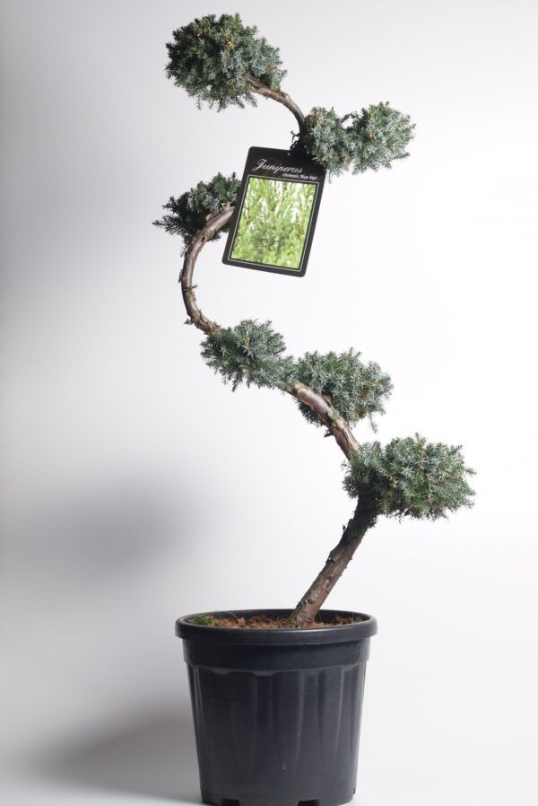 Hiina kadakas 'Blue Alps' P38 100-125cm bonsai